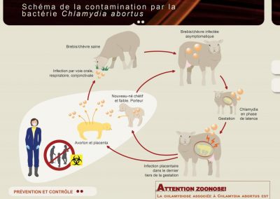Développement d’outils de sensibilisation sur les avortements dans les troupeaux de petits ruminants (2018)