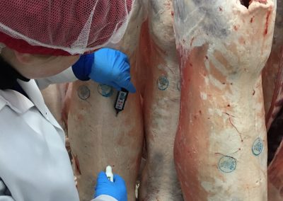 Amélioration de la qualité organoleptique et de l’homogénéité de la viande d’agneau du Québec par le contrôle de l’incidence de viande à pH élevé liée au stress pré‐abattage des agneaux (2018)