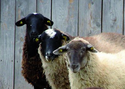 Développement de nouvelles stratégies d’évaluation de la conformation des moutons de race pure et adaptation de l’offre de service provinciale de classification pour l’industrie (2015)