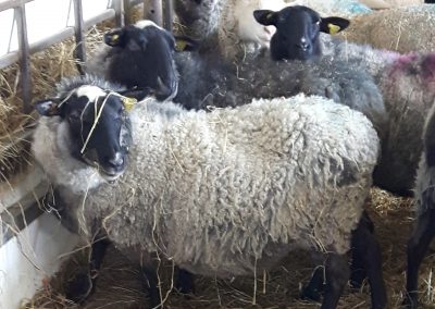 Assurer la protection de la santé des troupeaux ovins en proposant une approche biosécuritaire de partage de la génétique (2018)