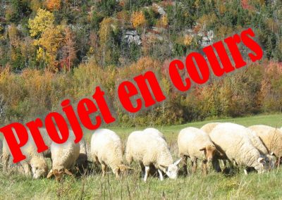 La paratuberculose dans les troupeaux ovins du Québec : prévalence, stratégies diagnostiques et impacts des pratiques de biosécurité et des mouvements des animaux sur le risque d’infection (2019)