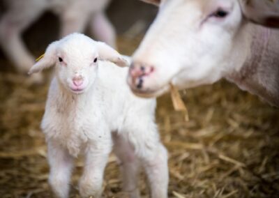 Influence du statut de la glande mammaire au tarissement et d’un traitement anti-inflammatoire lors de l’agnelage sur les performances zootechniques chez l’ovin (2020)