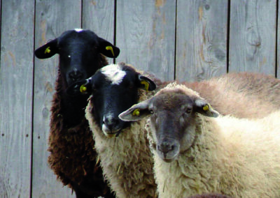Étude visant à connaître les besoins du marché ovin et d’en faire l’adéquation avec les sujets reproducteurs disponibles au Québec (2019)