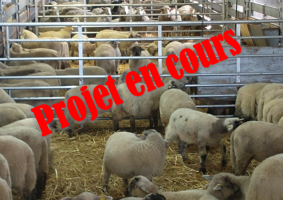 Portrait des condamnations d’agneaux lourds dans les élevages ovins du Québec et étude des facteurs de risque de condamnation pour myosite éosinophilique (2022)