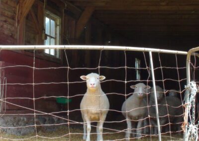 Programme québécois d’assainissement des troupeaux ovins pour le maedi-visna: Bilan et analyse des impacts depuis sa création dans une perspective d’optimisation des retombées pour le secteur (2021)