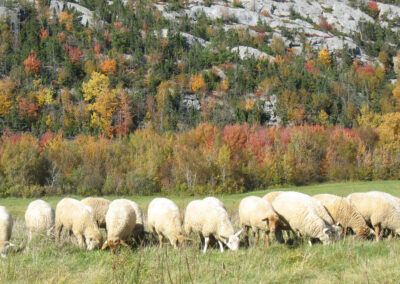 La paratuberculose dans les troupeaux ovins du Québec : prévalence, stratégies diagnostiques et impacts des pratiques de biosécurité et des mouvements des animaux sur le risque d’infection (2019)