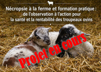 Nécropsie à la ferme et formation pratique : de l’observation à l’action pour la santé et la rentabilité des troupeaux ovins (2026)